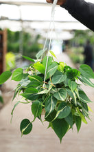 Load image into Gallery viewer, 8in Hanging Philodendron 'Silver Stripe'