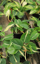 Load image into Gallery viewer, 8in Hanging Philodendron 'Silver Stripe'