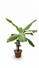 Load image into Gallery viewer, 14″ Assorted Banana Trees BOGO FREE ** Mix and Match**