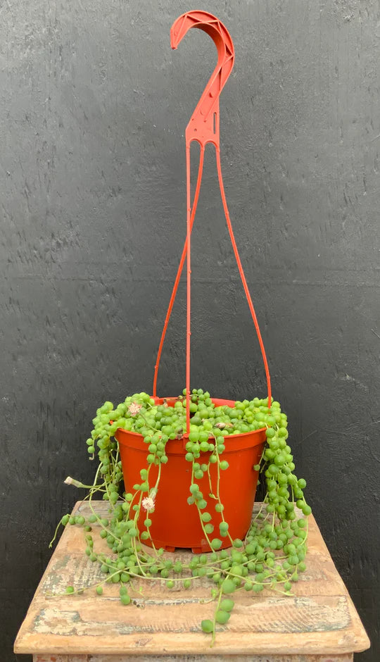 hanging baskets for succulents Shop Succulents 6" String of Pearls Hanging Succulent Live Plant, Versatile for Hanging Baskets, Vertical Gardens, Indoor & Outdoor Decor,