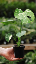 Load image into Gallery viewer, 4 inch Monstera Thai Constellation *Sale*