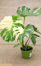 Load image into Gallery viewer, Monstera Deliciosa “Thai Constellation”