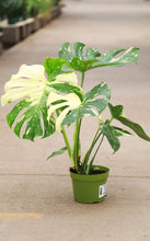 Load image into Gallery viewer, Monstera Deliciosa “Thai Constellation”
