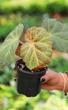 Load image into Gallery viewer, Begonia 'Midnight Sun'