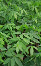 Load image into Gallery viewer, Braided Money Tree