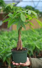 Load image into Gallery viewer, Braided Money Tree