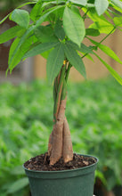 Load image into Gallery viewer, Braided Money Tree