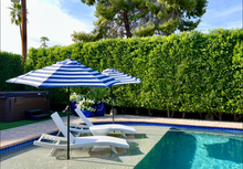 Load image into Gallery viewer, 15 Gallon Ficus Nitida Column