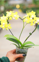 Load image into Gallery viewer, Heart Orchid Trellis