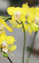 Load image into Gallery viewer, Heart Orchid Trellis