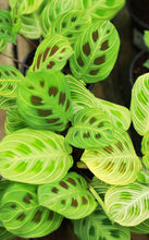 Load image into Gallery viewer, Maranta 'Golden Lines'