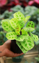 Load image into Gallery viewer, Maranta 'Golden Lines'