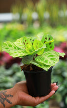 Load image into Gallery viewer, Maranta 'Golden Lines'