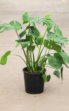 Load image into Gallery viewer, 3 Gallon Monstera Deliciosa *Flash Sale*