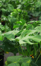 Load image into Gallery viewer, 3 Gallon Monstera Deliciosa *Flash Sale*