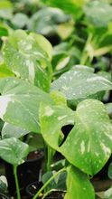 Load image into Gallery viewer, 4 inch Thai Constellation Monstera *Sale*