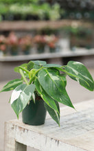 Load image into Gallery viewer, Philodendron White Princess