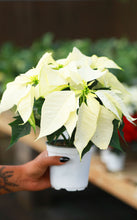 Load image into Gallery viewer, Poinsettia