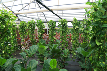 Load image into Gallery viewer, 6 inch XL Pothos “Runner” *Sale*🔥