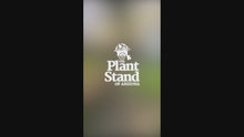 Load and play video in Gallery viewer, Golden Pothos