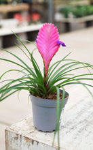 Load image into Gallery viewer, Tillandsia Summer Pink