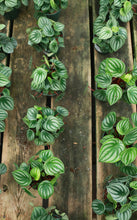 Load image into Gallery viewer, Watermelon Peperomia