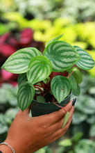 Load image into Gallery viewer, Watermelon Peperomia