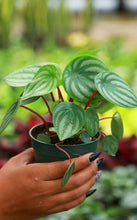 Load image into Gallery viewer, Watermelon Peperomia