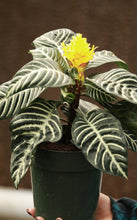 Load image into Gallery viewer, 6in Zebra Plant - Aphelandra squarrosa