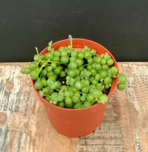 Load image into Gallery viewer, String of Pearls