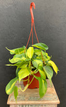 Load image into Gallery viewer, Philodendron 'Brasil'