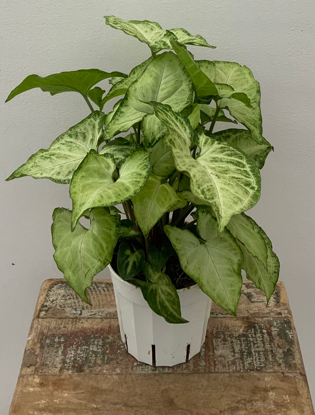 Syngonium, ‘White Butterfly’