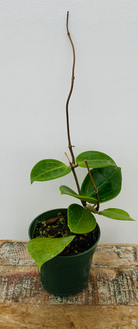 4" Hoya Parasitica