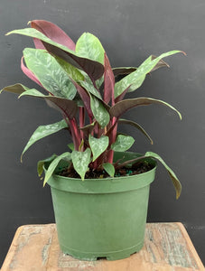 6in Philodendron Purple Sword