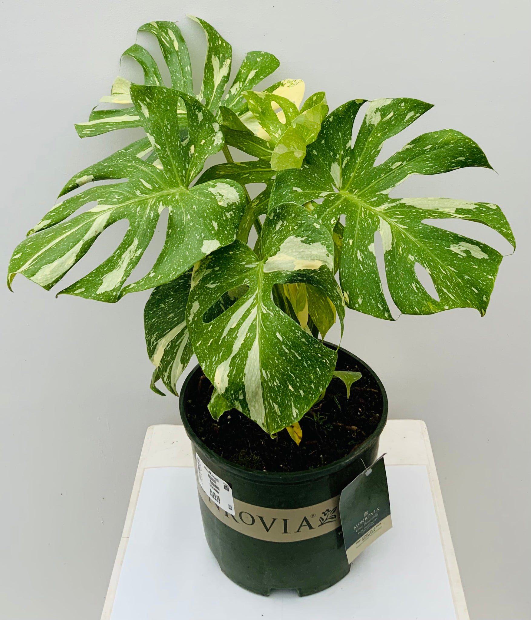 3gl Monstera Deliciosa “Thai Constellation”