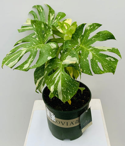 3gl Monstera Deliciosa “Thai Constellation”