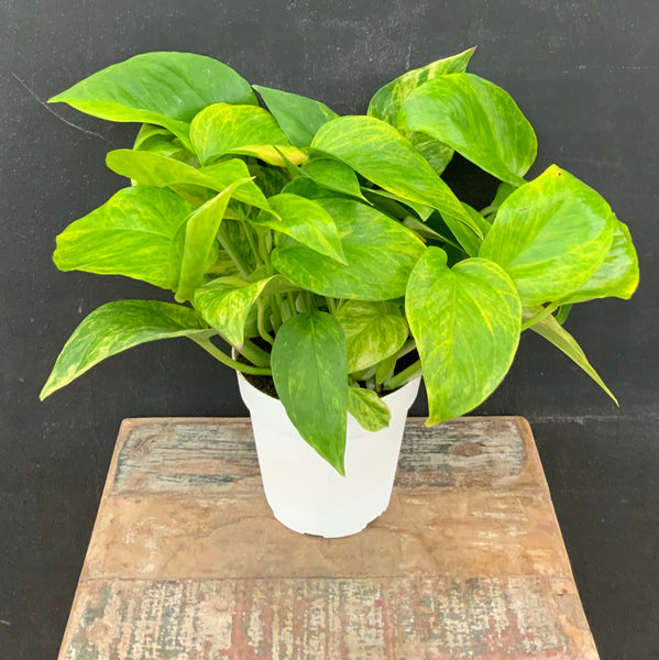 6in Neon Queen Pothos