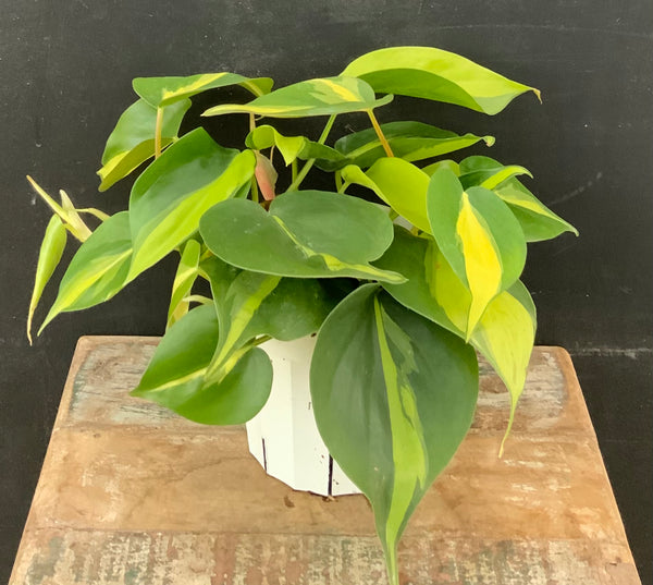 Philodendron, ‘Brasil’