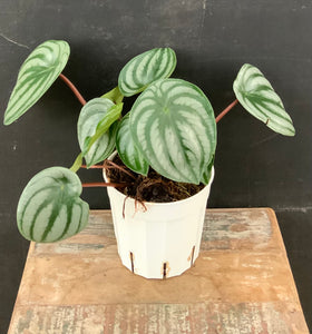 Watermelon Peperomia