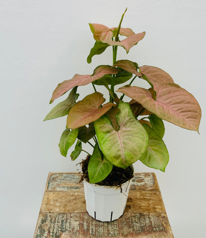 Pink Syngonium