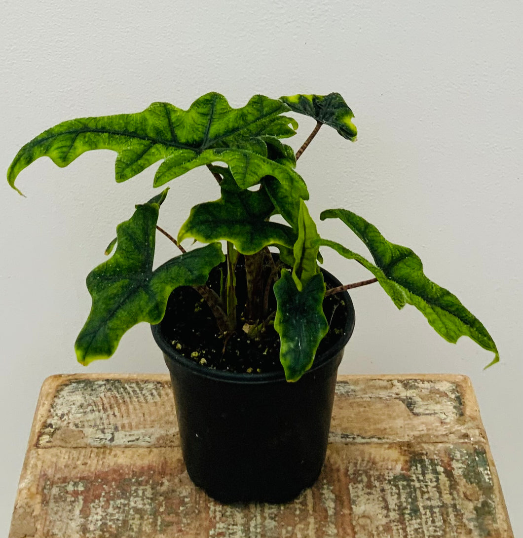 Alocasia Jacklyn