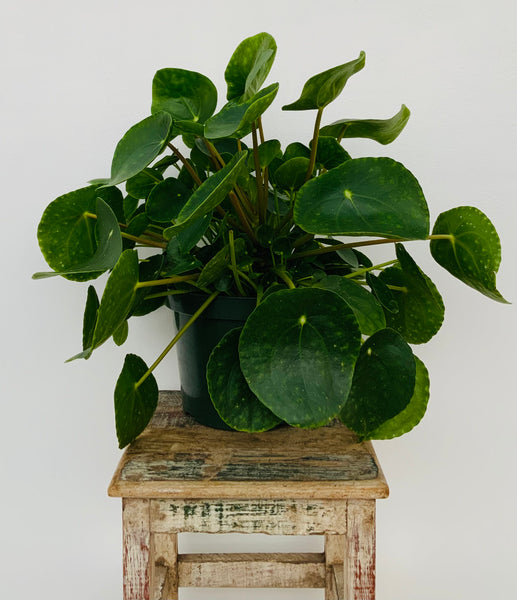 Pilea Peperomioides