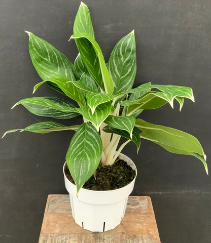 6in Aglaonema Snow White