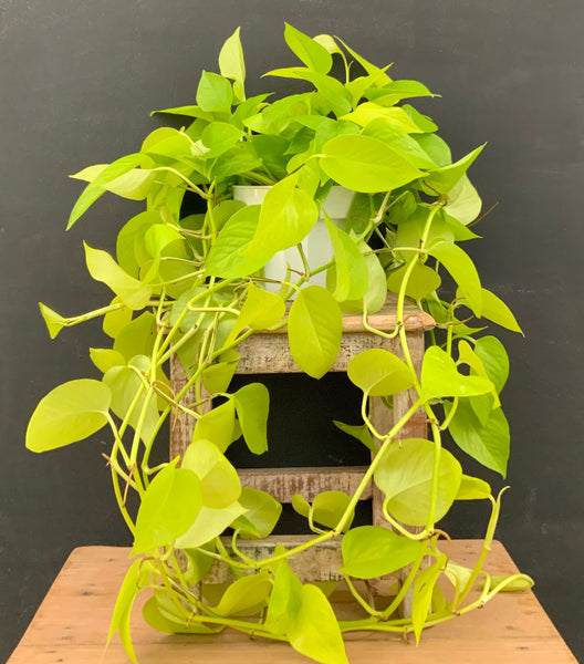 Neon Pothos