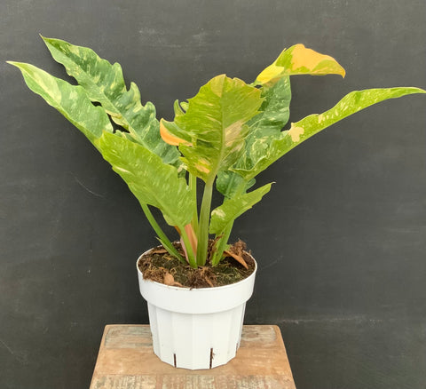 6in Philodendron 'Ring of Fire'