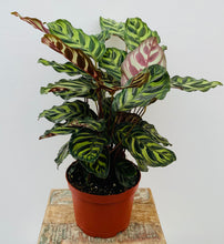Load image into Gallery viewer, Peacock Calathea
