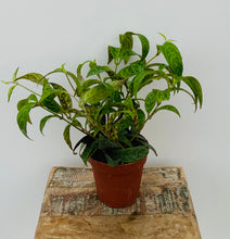 Load image into Gallery viewer, Lipstick Plant Black Pagoda
