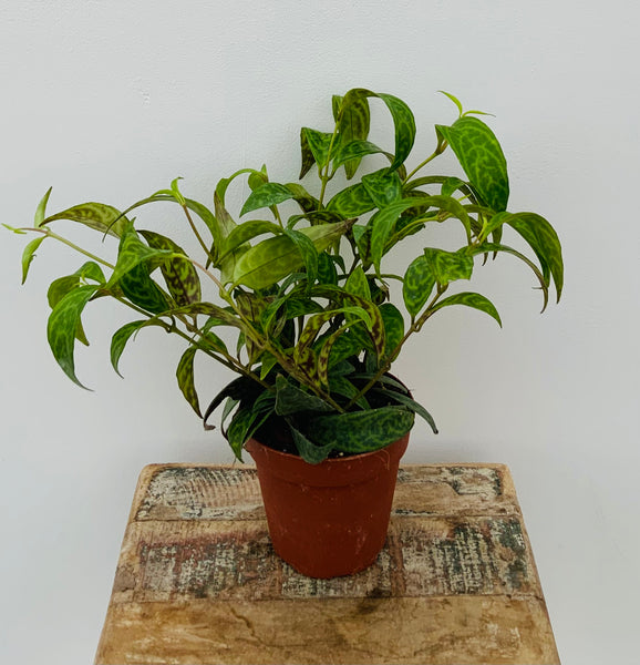 Lipstick Plant Black Pagoda