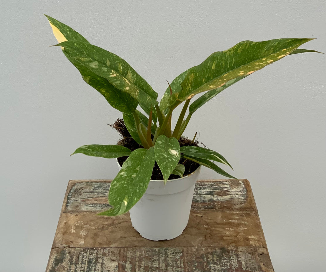 4in Philodendron ‘Ring of Fire’