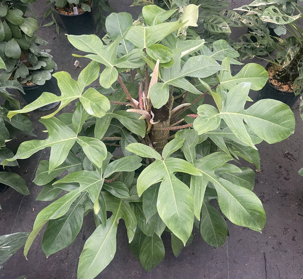 Philodendron Squamiferum